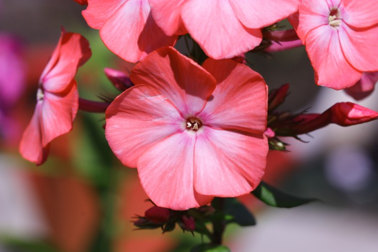 Флоксы Макросъемка