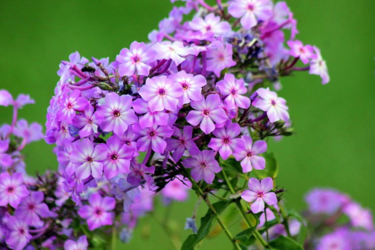 Флоксы в лучах