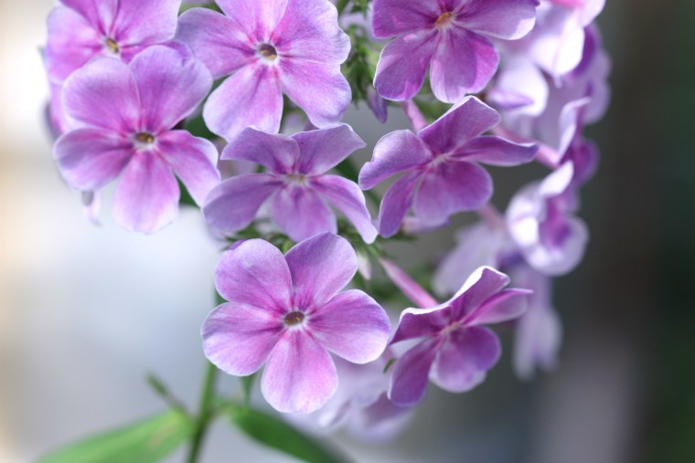 Сирень и Флоксы