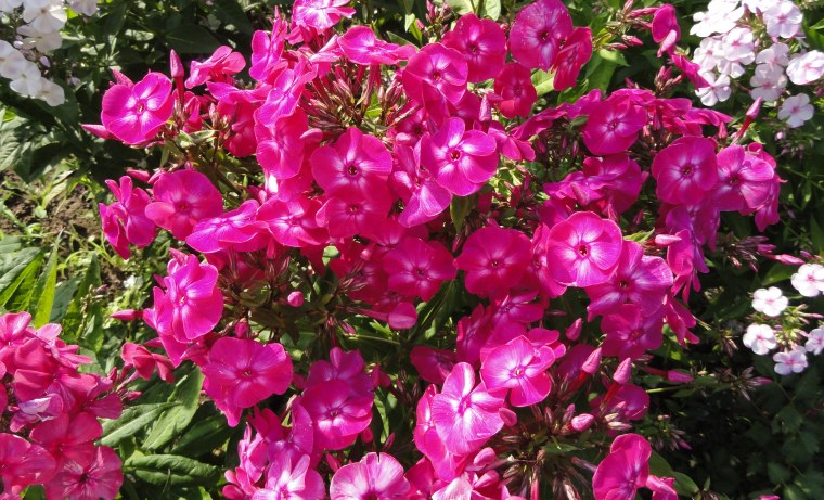 Июль Флоксы