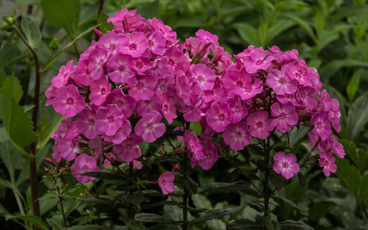 Флокс метельчатый Пикассо