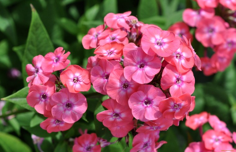 Флокс метельчатый Джоанна