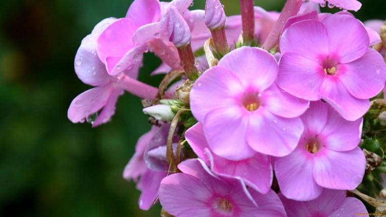 Флокс метельчатый Катарина