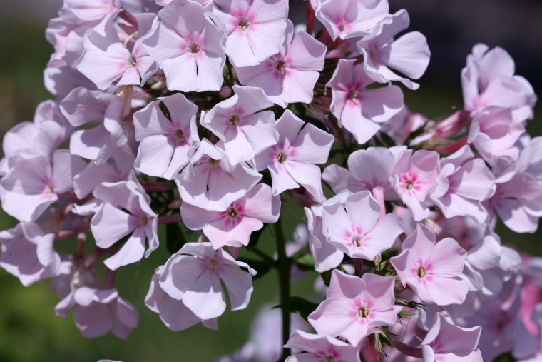 Флокс Коко Шанель