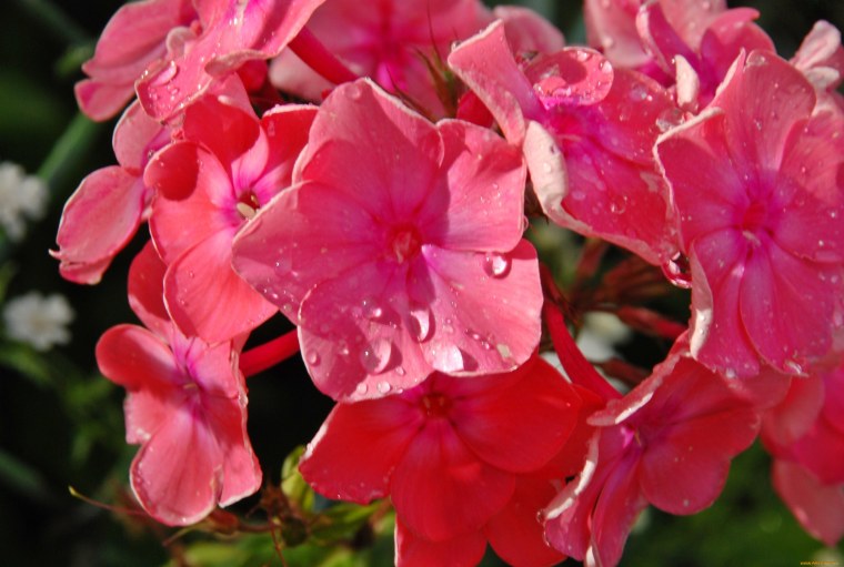 Флоксы в росе