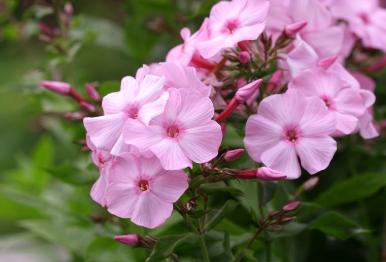 Флокс метельчатый Татьяна