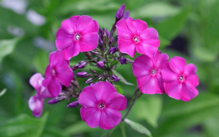 Флокс метельчатый малиновый