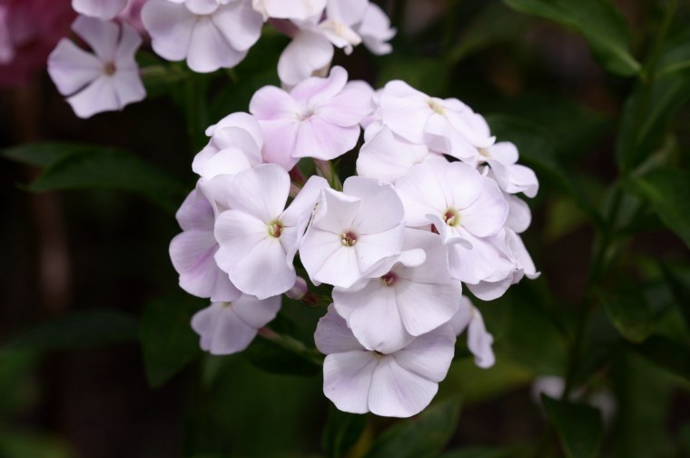 Флокс белый