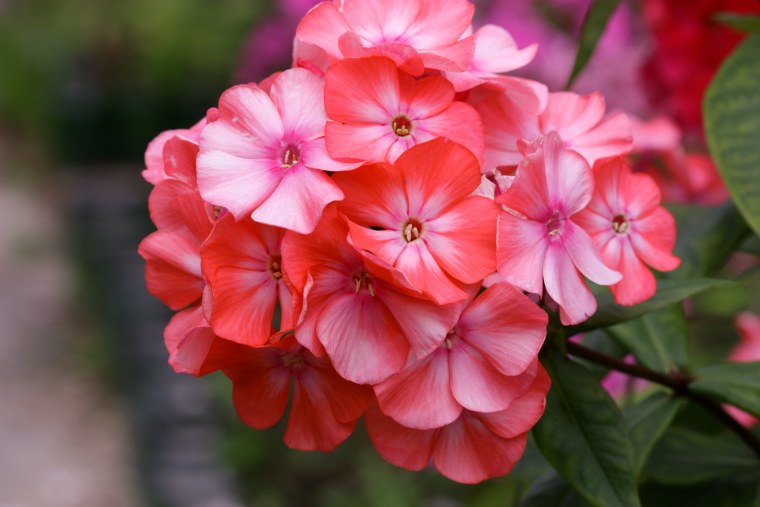 Флоксы цветы