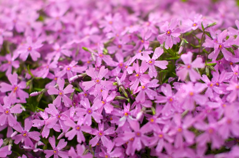 Флокс шиловидный Bavaria