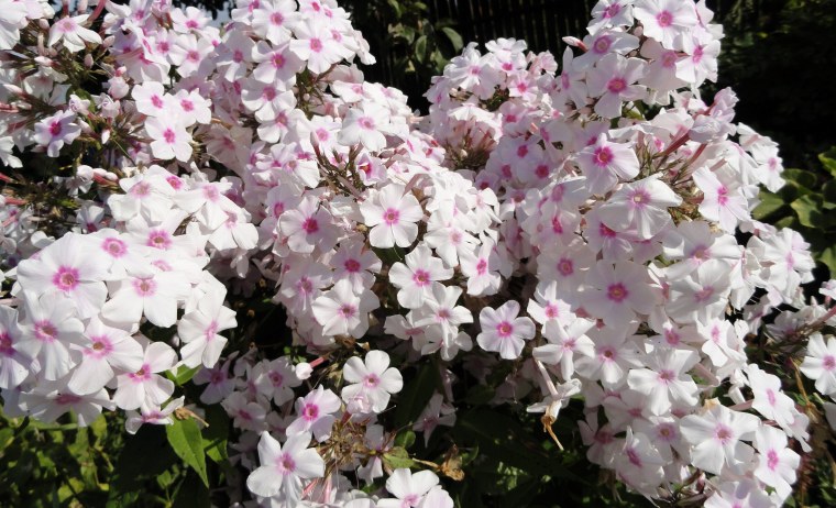 Флокс Мисс Холланд