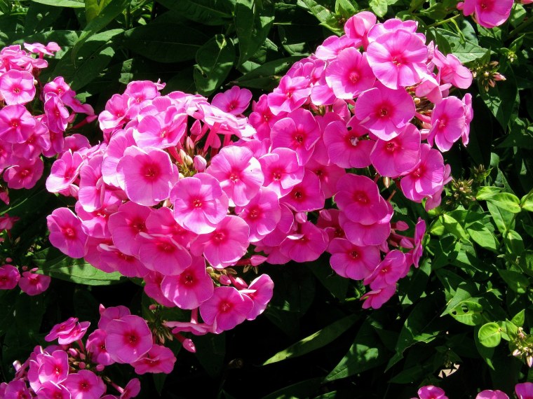 Флокс розовый