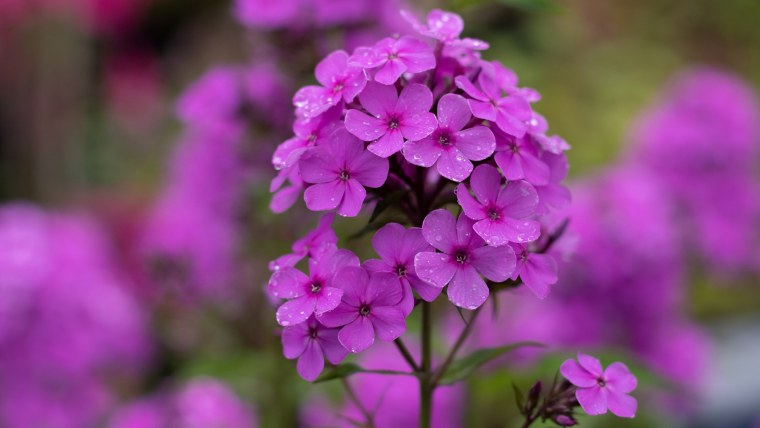 Флоксы обои