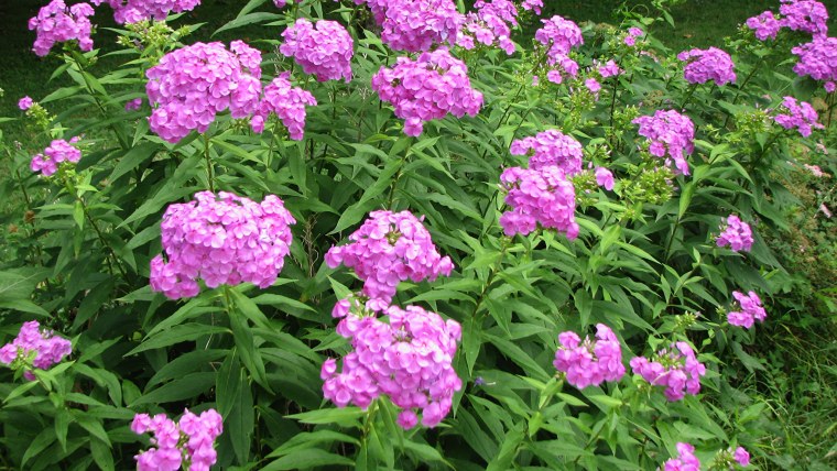 Флоксы многолетние махровый розоватый