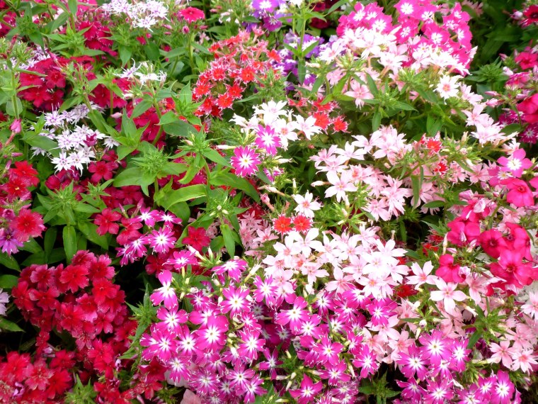 Флокс друммонда латынь