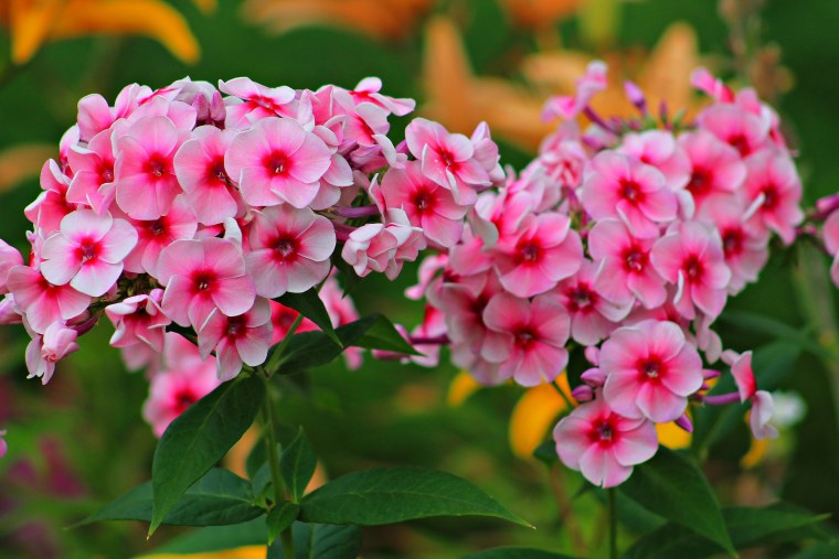 Флокс Олеандр