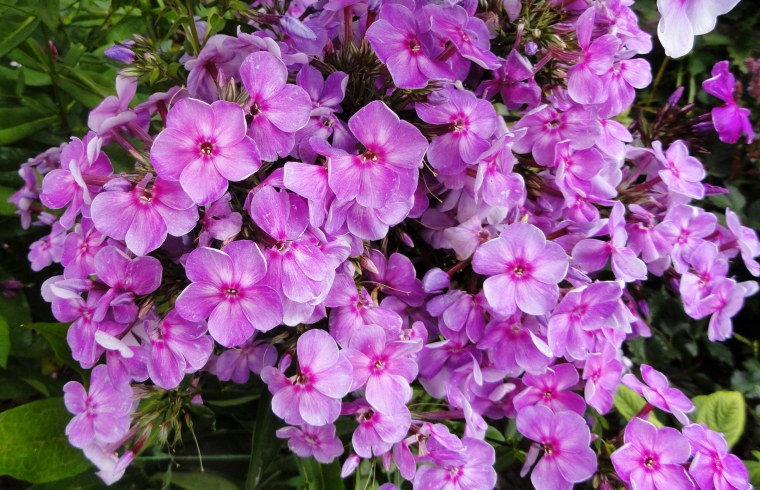 Флоксы куст