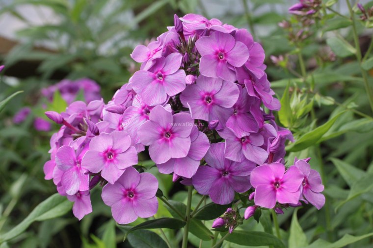 Флокс Врубель