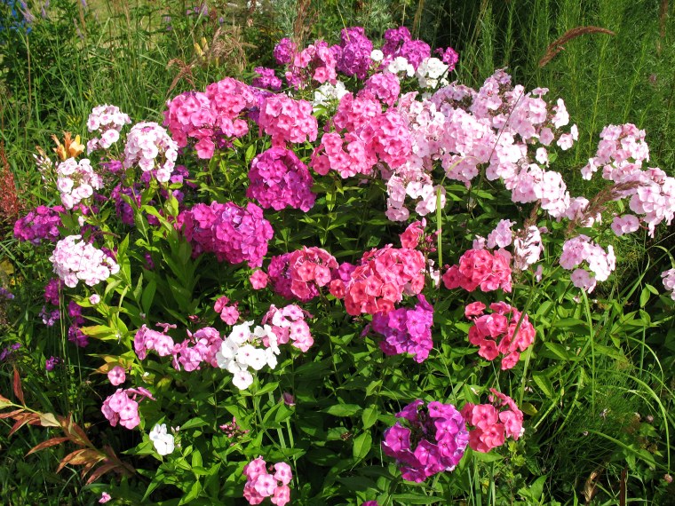 Флоксы букет