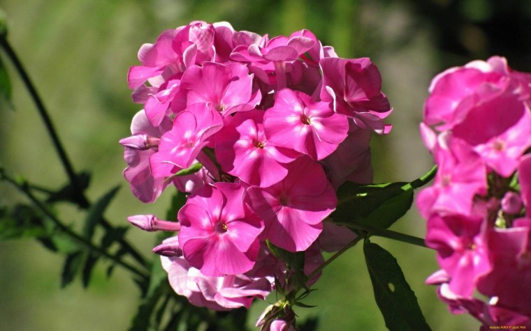 Флокс метельчатый