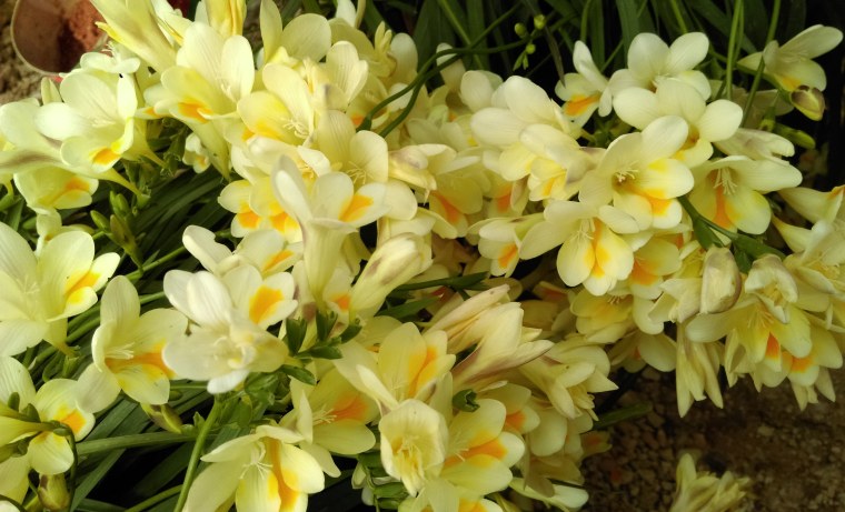 Фрезия (Freesia)
