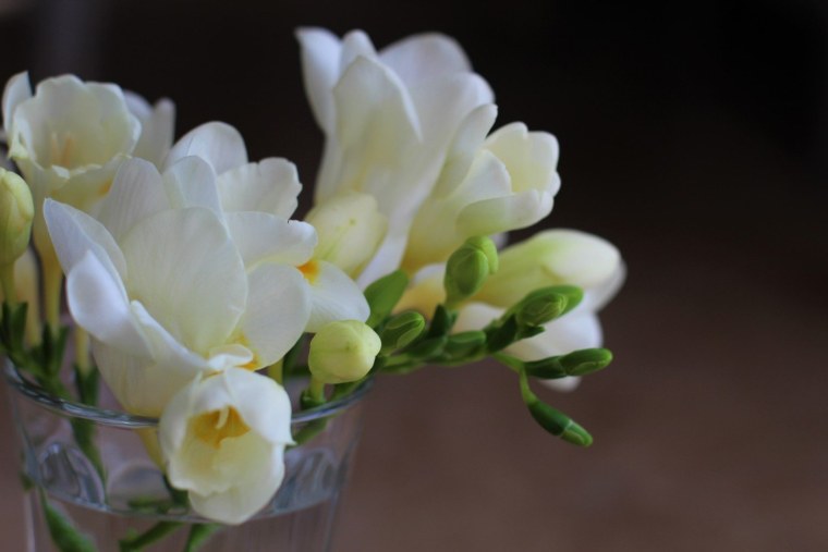 Фрезия белая махровая