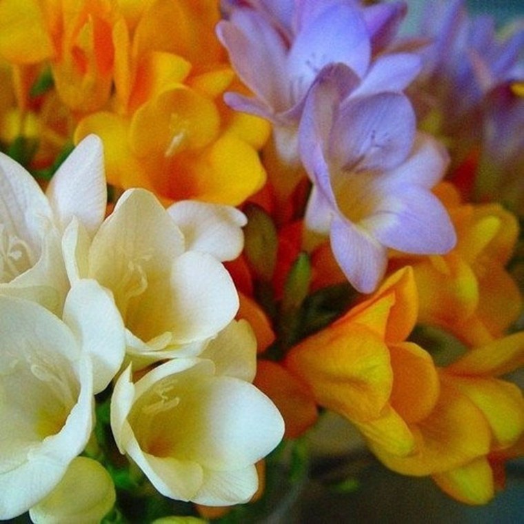 Фрезия карликовая