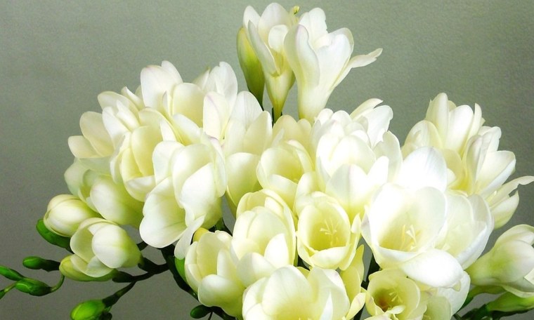 Фрезия гибридная махровая Вайт