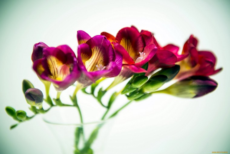 Фрезия Ду Кассис