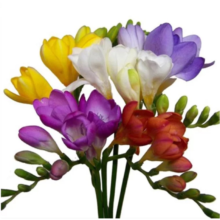 Фрезия gemengd