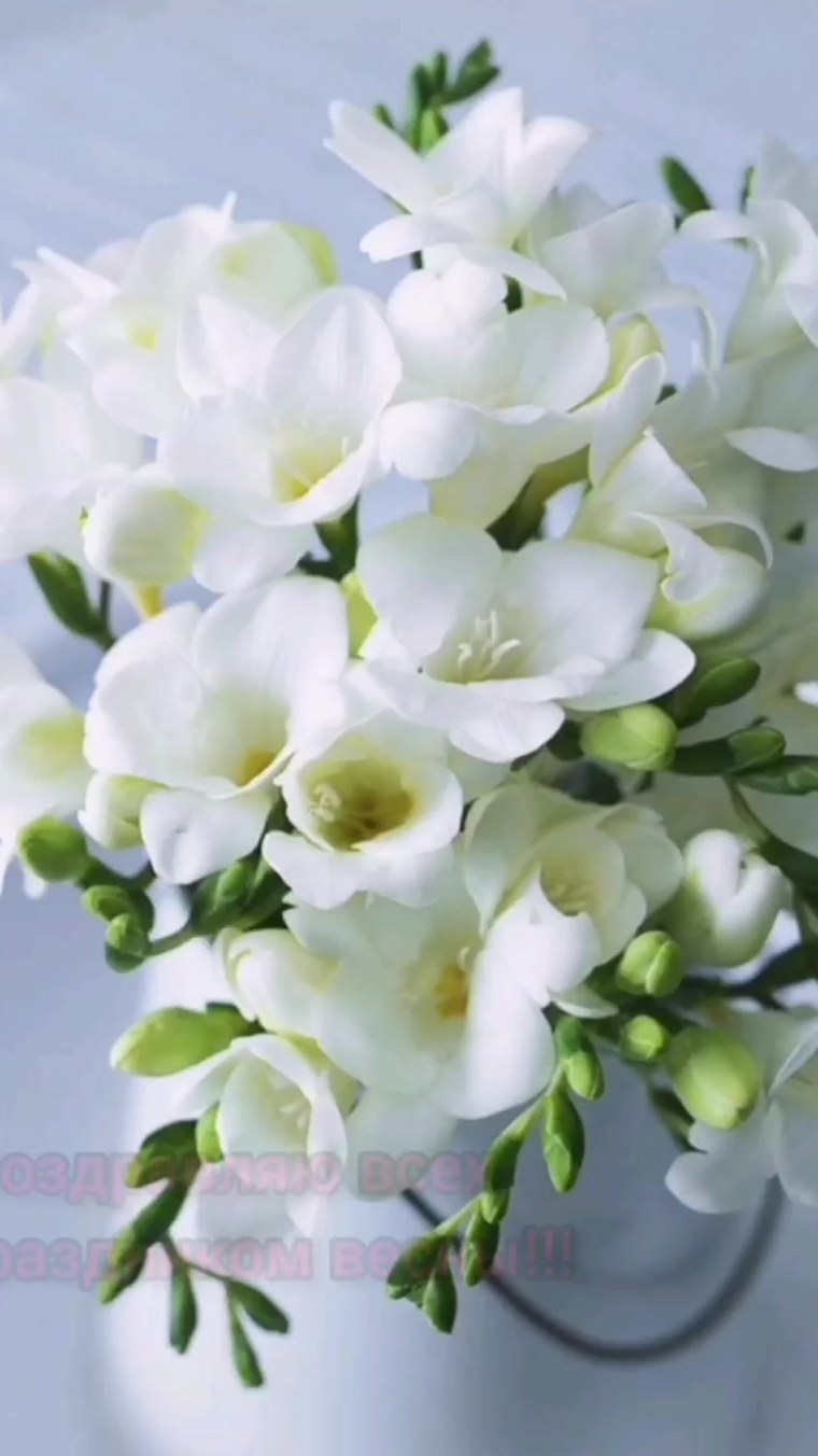 Фрезии цветы