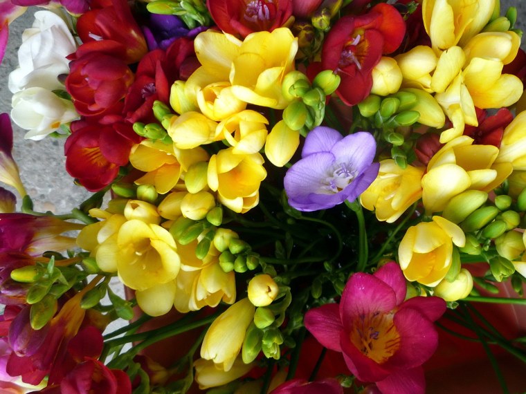 Фрезия (Freesia)