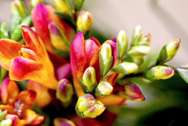 Фрезия эн Меркуриус