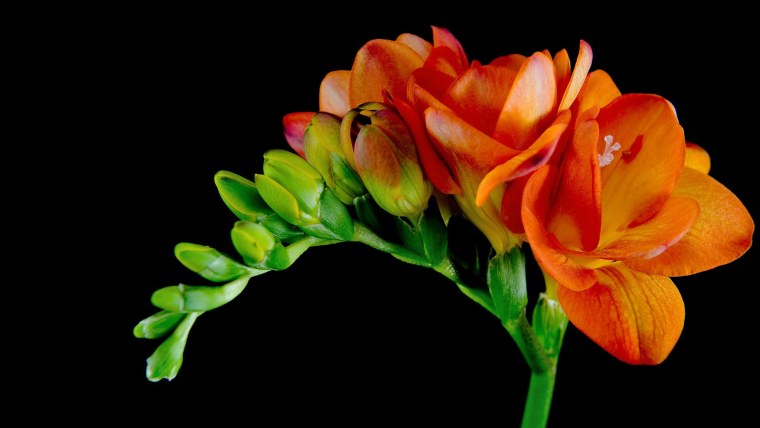 Фрезия махровая оранжевая