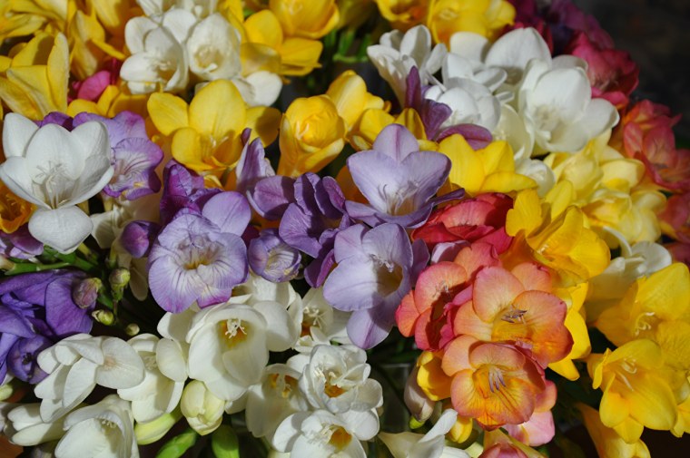 Фрезия гибридная махровая Вайт