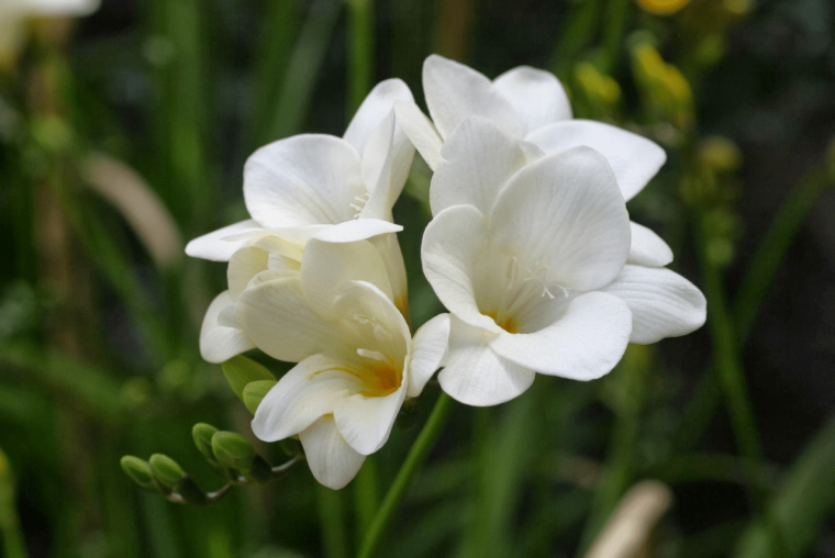 Капский Ландыш фрезия