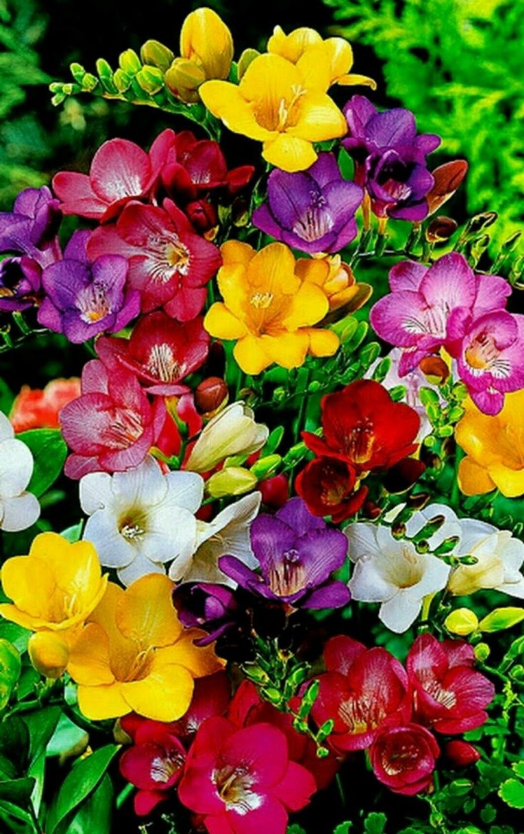 Фрезия махровая смесь