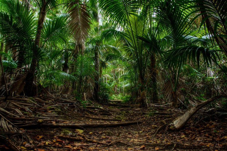 Тропические дождевые леса Африка