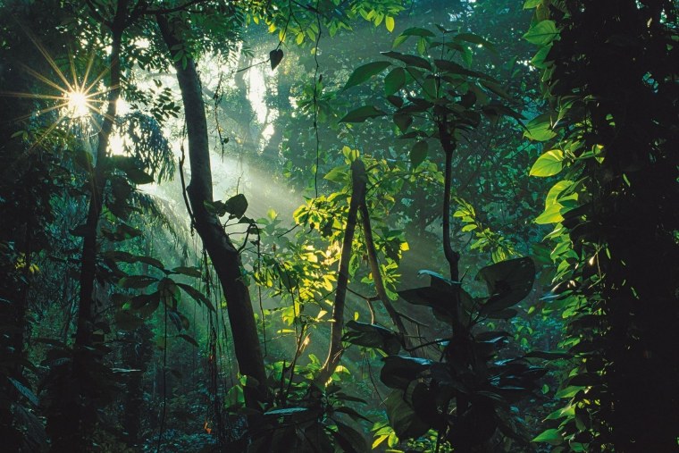 Тропические джунгли Индии