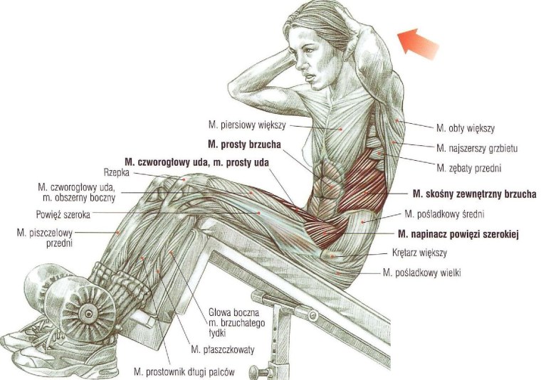Подъем ног в висе мышцы