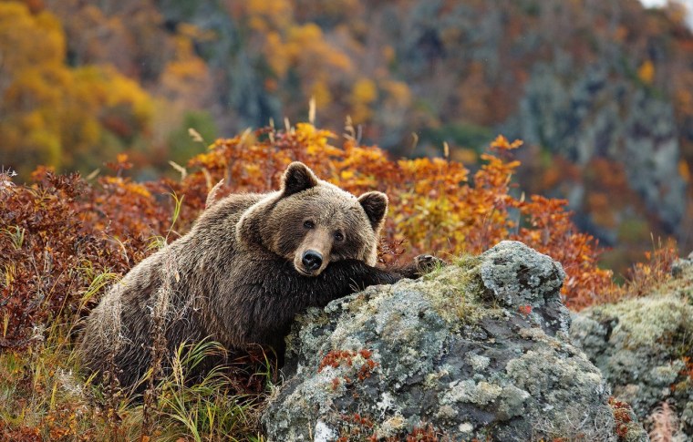 Баргузинский заповедник медведь
