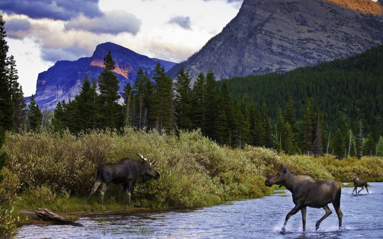 Тайга Приполярного Урала