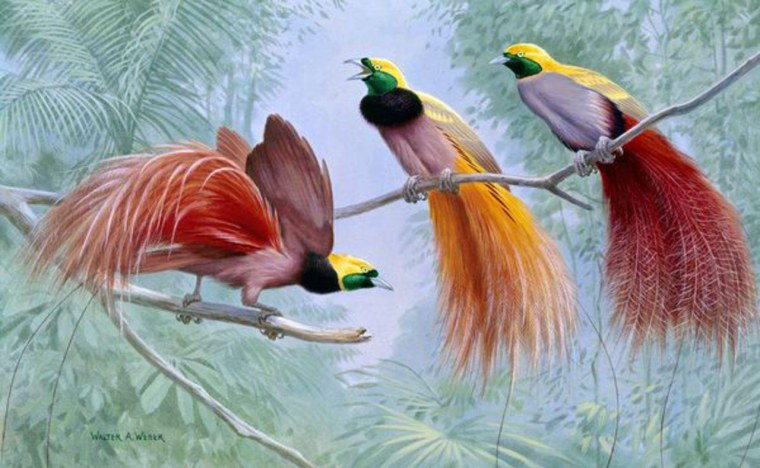 Три Райские птицы