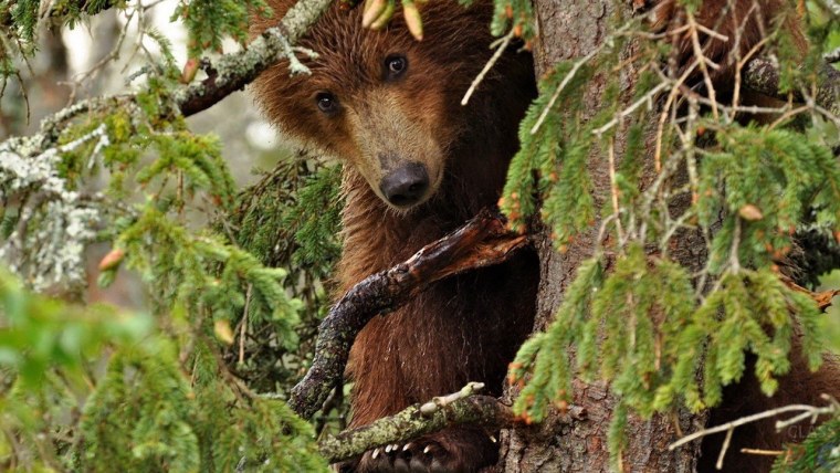 Алтайский заповедник медведи