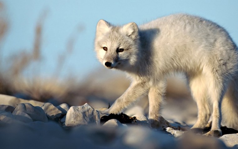 Песец арктических пустынь