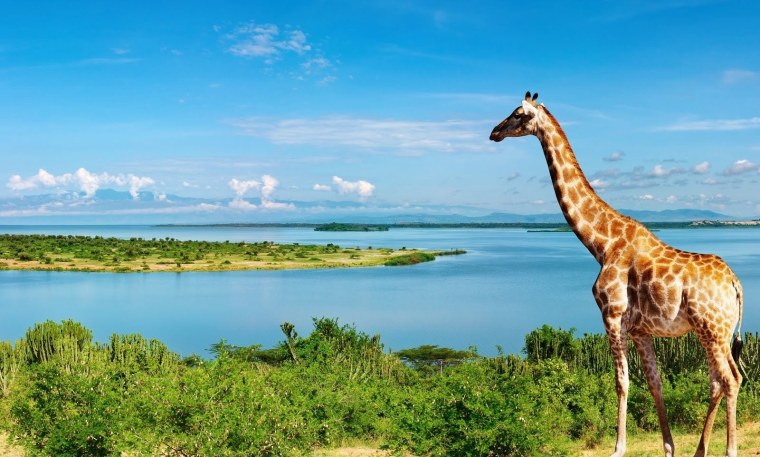 Жираф на озере Чад