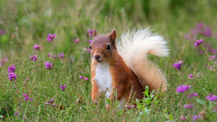 Флора и фауна для детей дошкольного возраста