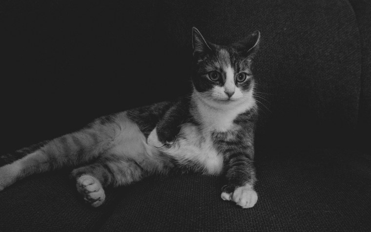 Картинки с белыми котами