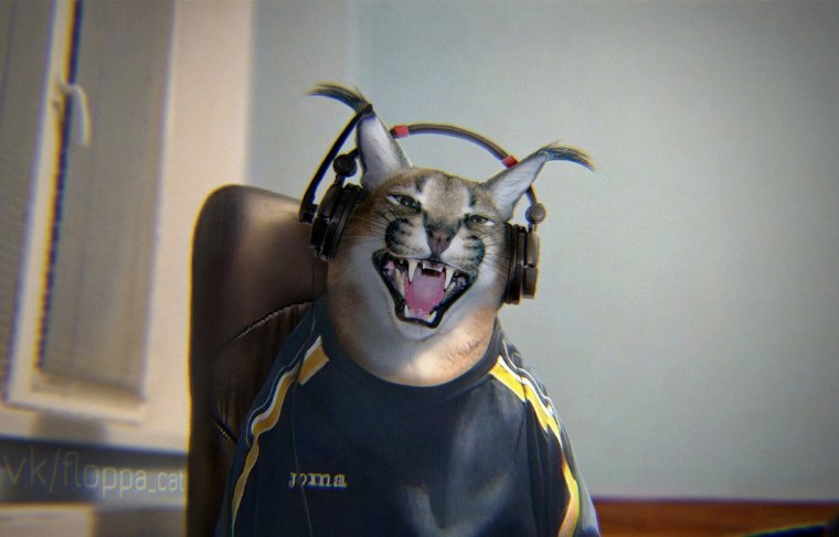 Гифка с котом