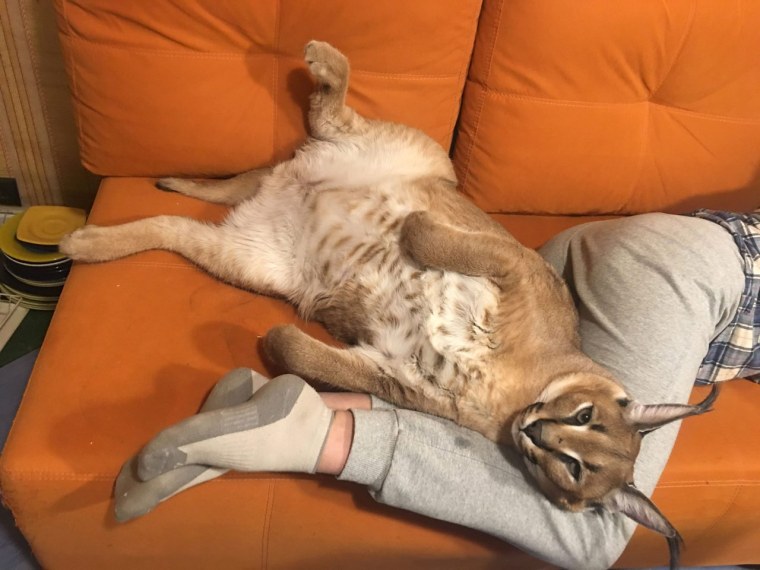 Шлёпа Гоша каракал